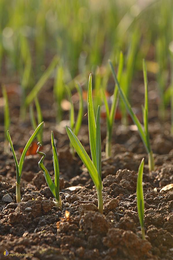 Nom de l'image : D2214023_1_(c)Norbert-JUNG — Description :